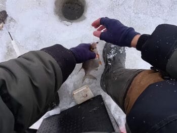 Как не дать лунке замерзнуть в -20°C: дедовский способ с подсолнечным маслом