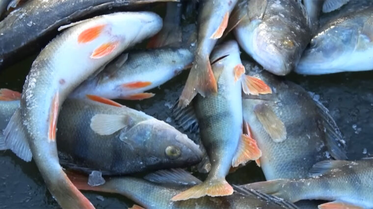 Как поймать окуня зимой со льда при плохом клеве - рабочая оснастка с догонялкой