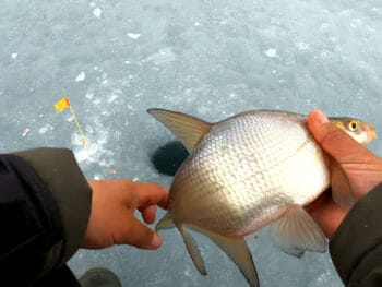 Как расшевелить пассивного подлещика зимой - рабочий прием с мелкой приманкой