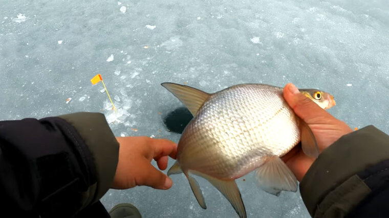 Как расшевелить пассивного подлещика зимой - рабочий прием с мелкой приманкой