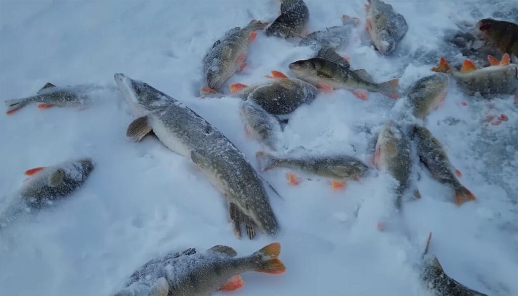 Как выбрать активную лунку утром и вечером зимой - простой способ увеличить клев прямо сейчас