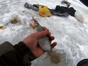 Как заставить плотву клевать зимой со льда - проверенные приемы