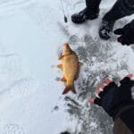 Почему рыба стоит под лункой и не реагирует на приманку