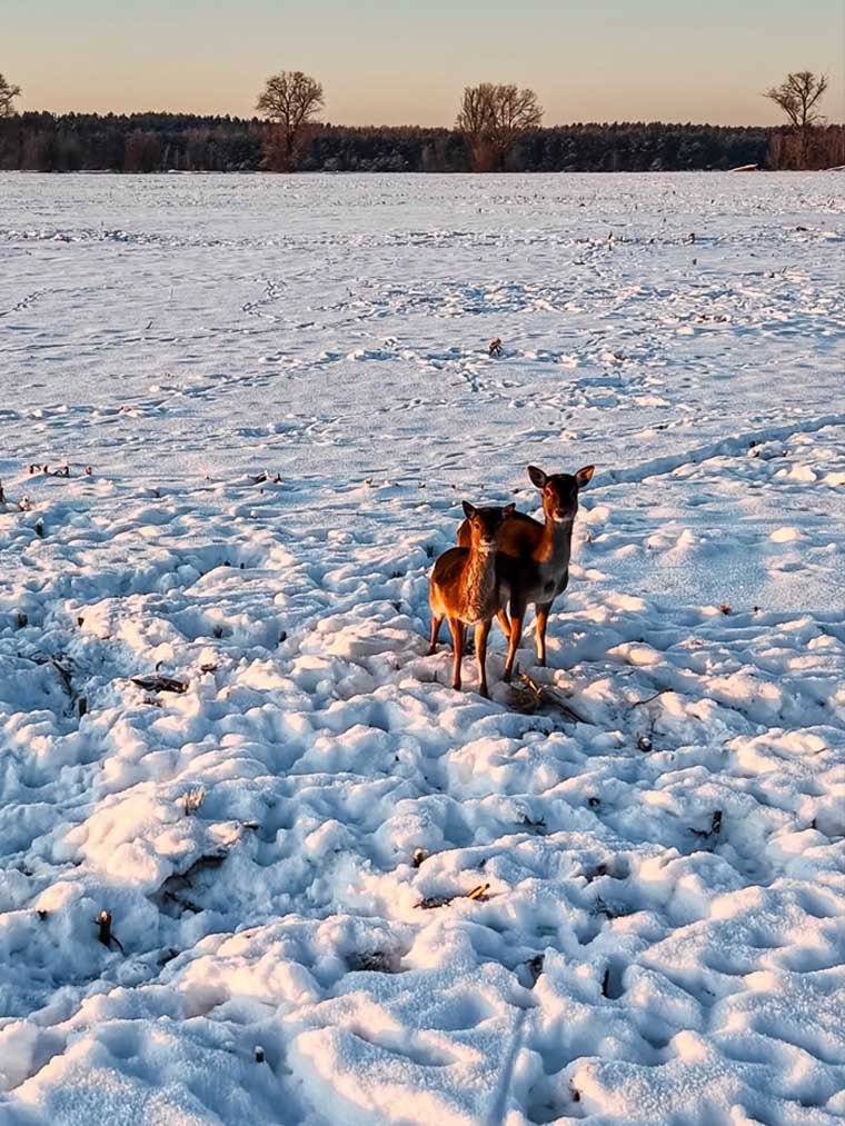 Косулі на Київському морі