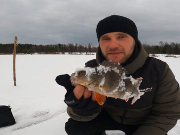 Крупный окунь на реке Уж: где искать, на что берет и стоит ли ехать сейчас