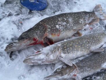 Почему крупный живец резко снижает число поклевок, но дает шанс на трофей 2.5+ кг?