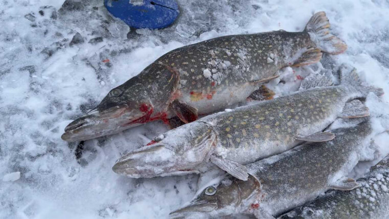 Чому великий живець різко знижує кількість клювань, але дає шанс на трофей 2,5+ кг?