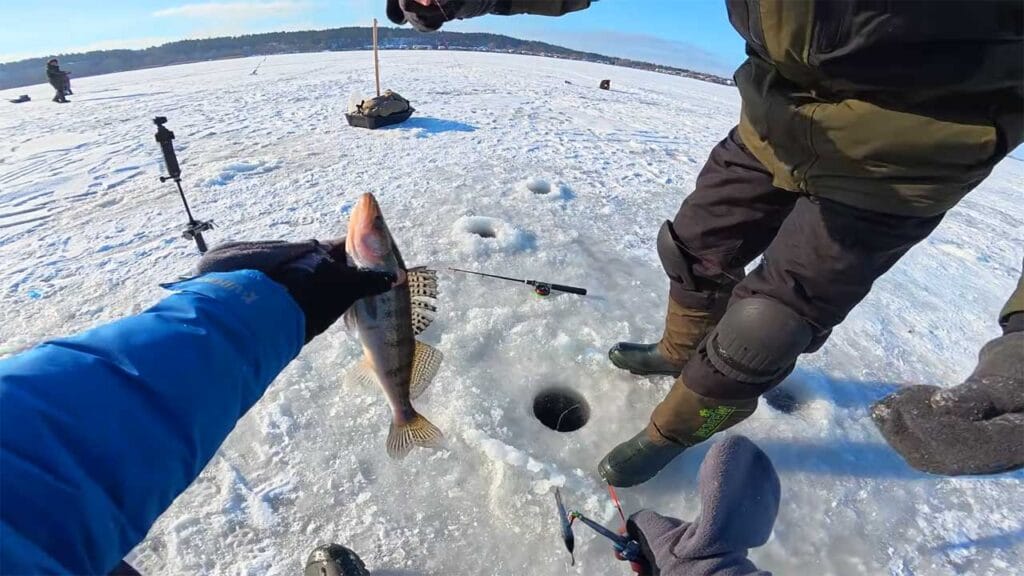 Ловля судака на балансиры, бокоплавы и вибы