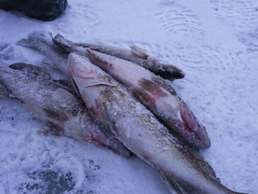 Лунный календарь клева на 26-31 января — стоит ли идти на рыбалку?