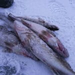 ФОТО. Поїздка на Київське море обернулася несподіваним сценарієм