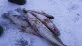 Місячний календар клювання на 26-31 січня - чи варто йти на риболовлю?