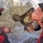 Відмова окуня від балансирів у глухозим’ї: техніка донного стуку для активації клювання