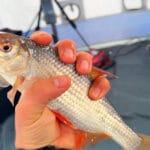 Чому на Дністровському лимані тарань масово вийшла на мілководдя під час відлиги