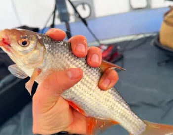 На Десні плітка різко активізується вранці - нічне очікування перестає працювати