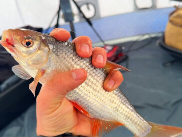 На Десні плітка різко активізується вранці - нічне очікування перестає працювати