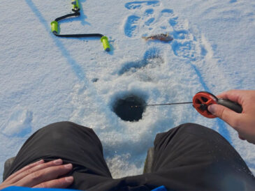 Окунь увесь у п’явках і не клює на балансир: у чому причина?