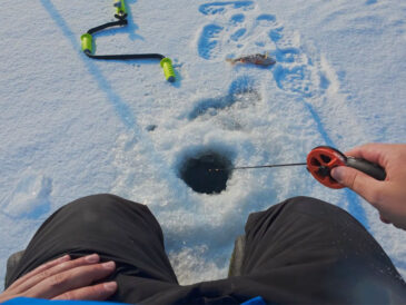 Окунь весь в пиявках и не клюет на балансир: в чем причина?