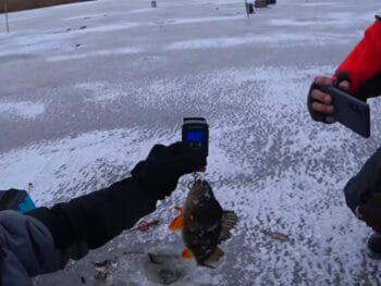 Окуни-арбузы в Килове 2026: первый лед, раздачи и рабочие балансиры