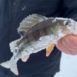 Окунь на Десенке в -18: безмотылка сработала, жерлицы удивили