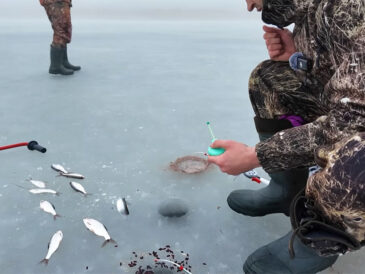 Почему на Днестровском лимане тарань массово вышла на мелководье в оттепель
