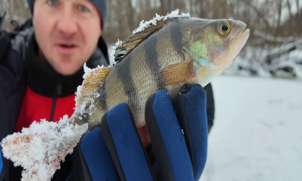 Першоліддя на Пслі: ранковий окунь у протоках зник до обіду