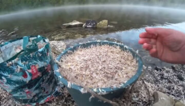 Підгодовування не працює: натуральне борошно вмикає клювання