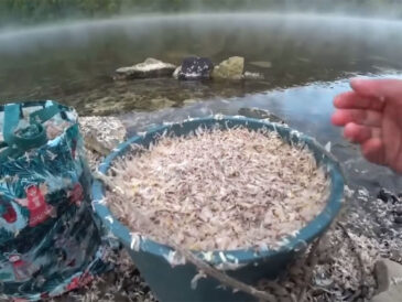 Підгодовування не працює: натуральне борошно вмикає клювання