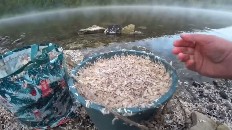 Підгодовування не працює: натуральне борошно вмикає клювання