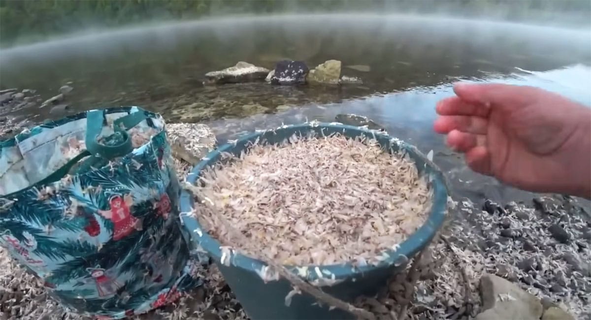 Підгодовування не працює: натуральне борошно вмикає клювання