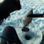 Підгодовування не працює: натуральне борошно вмикає клювання