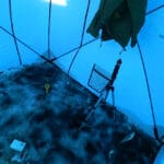 Чому великий живець різко знижує кількість клювань, але дає шанс на трофей 2,5+ кг?