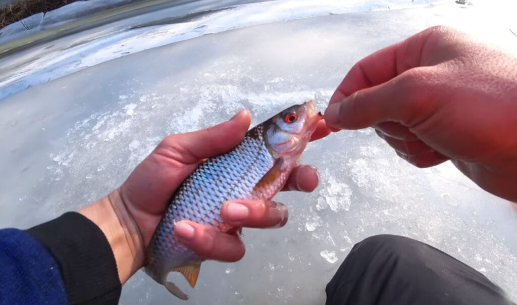 Плітка підходить до лунки і відразу йде: причина, про яку рідко замислюються