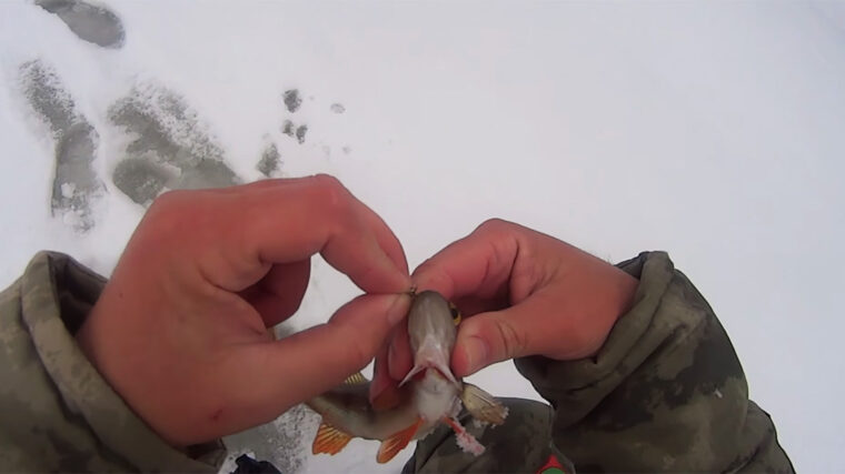 Почему окунь поднялся под самый лед и игнорирует приманки у дна