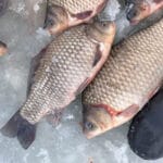 Разливы Ирпеня 2026: три локации за 2 часа и реальная картина клева