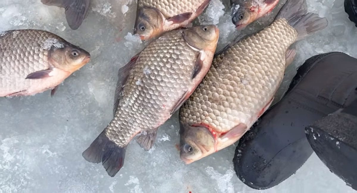 Почему трофейный карась стоит в одной коряге и игнорирует лунки рядом?