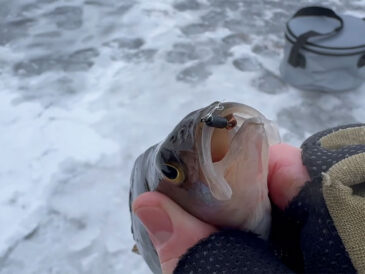 Чому риба бачить мормишку в ехолоті, але не клює – причини