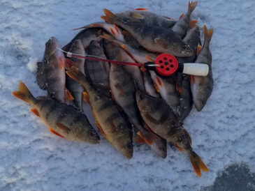 Риба перестала клювати в січні - що відбувається на водоймах України прямо зараз