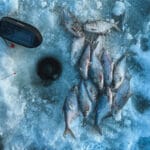 Місячний календар клювання на 26-31 січня – чи варто йти на риболовлю?