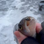 Как защитить аккумулятор шуруповерта от мороза на льду