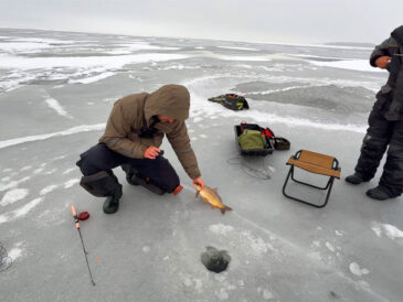 «Логово сазанов» на Днепре: трофейная рыба, обрывы снастей и лед на грани