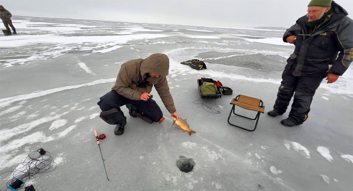 Сазан на Днепре 2026: где держатся трофеи и стоит ли выходить на тонкий лед