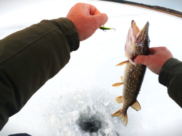 Раздача на Киевском море: первый лед 2026 — щука на жерлицы и окунь на балансиры