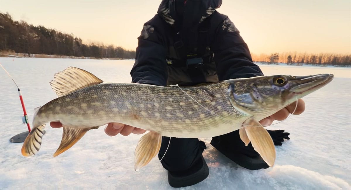 Щука на зимнюю жерлицу без фурнитуры