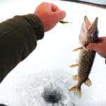 Робочі способи змусити плітку клювати взимку з льоду – 3 прості прийоми