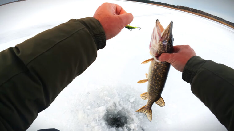 Щука та окунь на Київському морі 2026: де клює по першому льоду