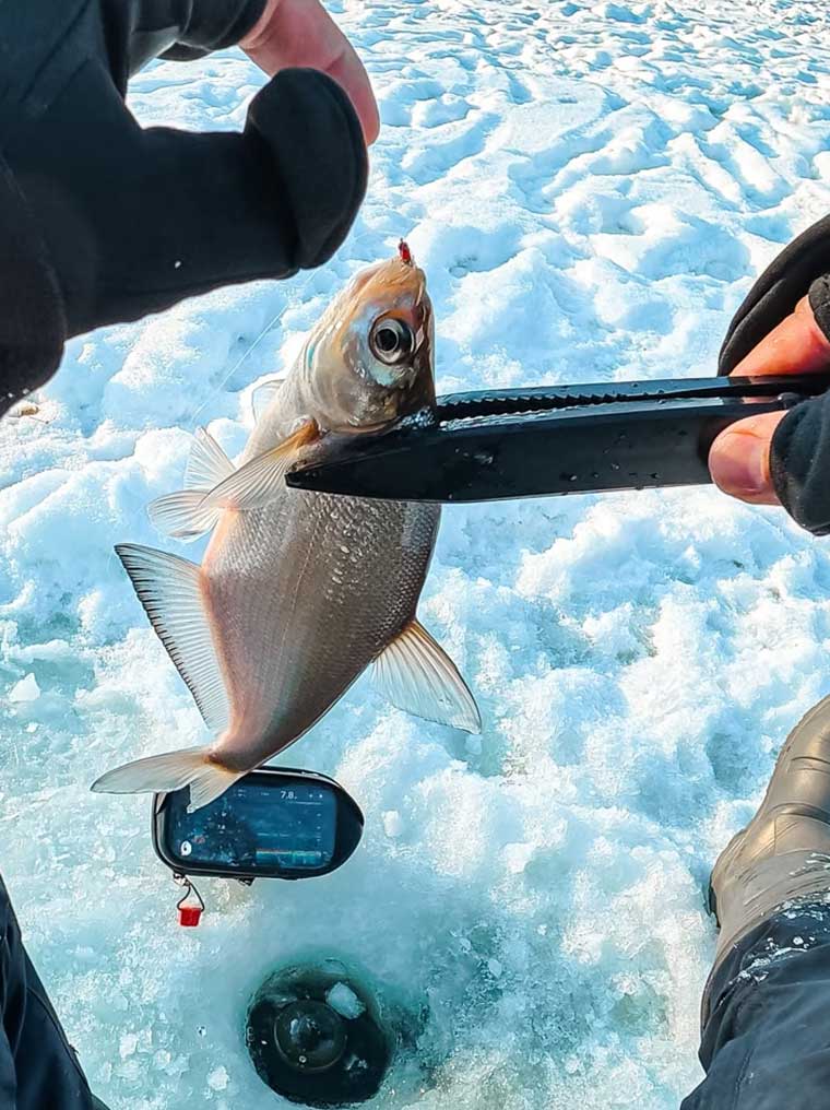 Спеціальний захват для риби в морози