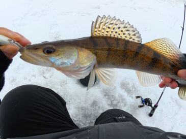 -15…-19 і серійні клювання: судак масово активізувався на Київському морі