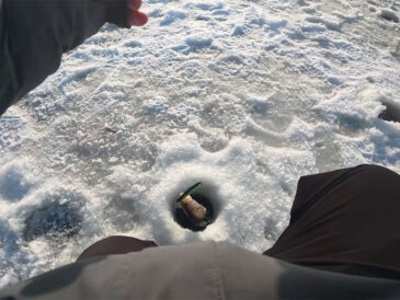 Як важкі віби можуть поліпшити клювання судака, розповіли експерти