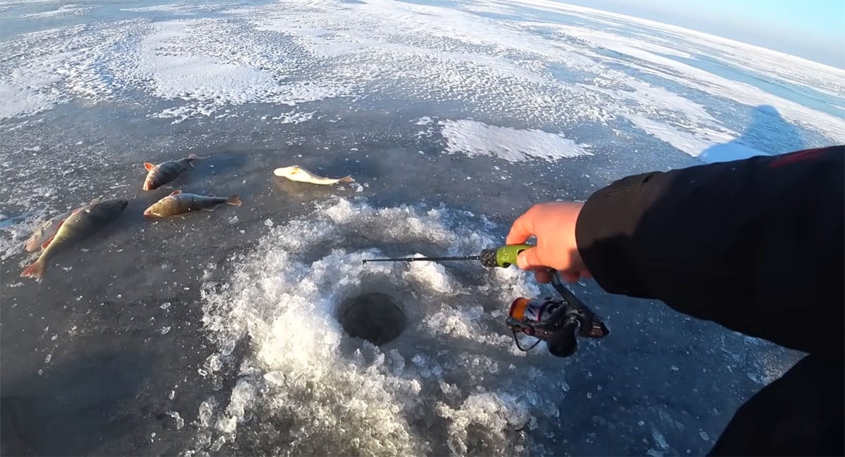 Відмова окуня від балансирів у глухозим’ї: техніка донного стуку для активації клювання