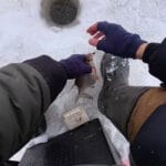 Роздача на Київському морі: перший лід 2026 – щука на жерлиці та окунь на балансири